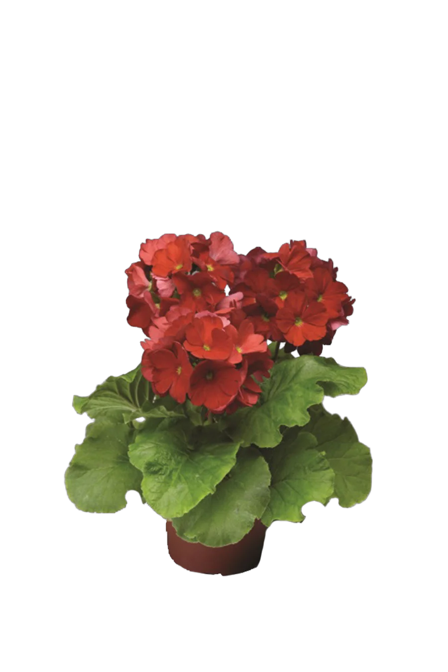 Примула обконика красная - Primula D12 H27