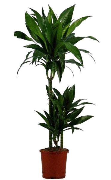 Драцена Джанет Крэйг - Dracaena deremensis "Janet Craig" D20 H115