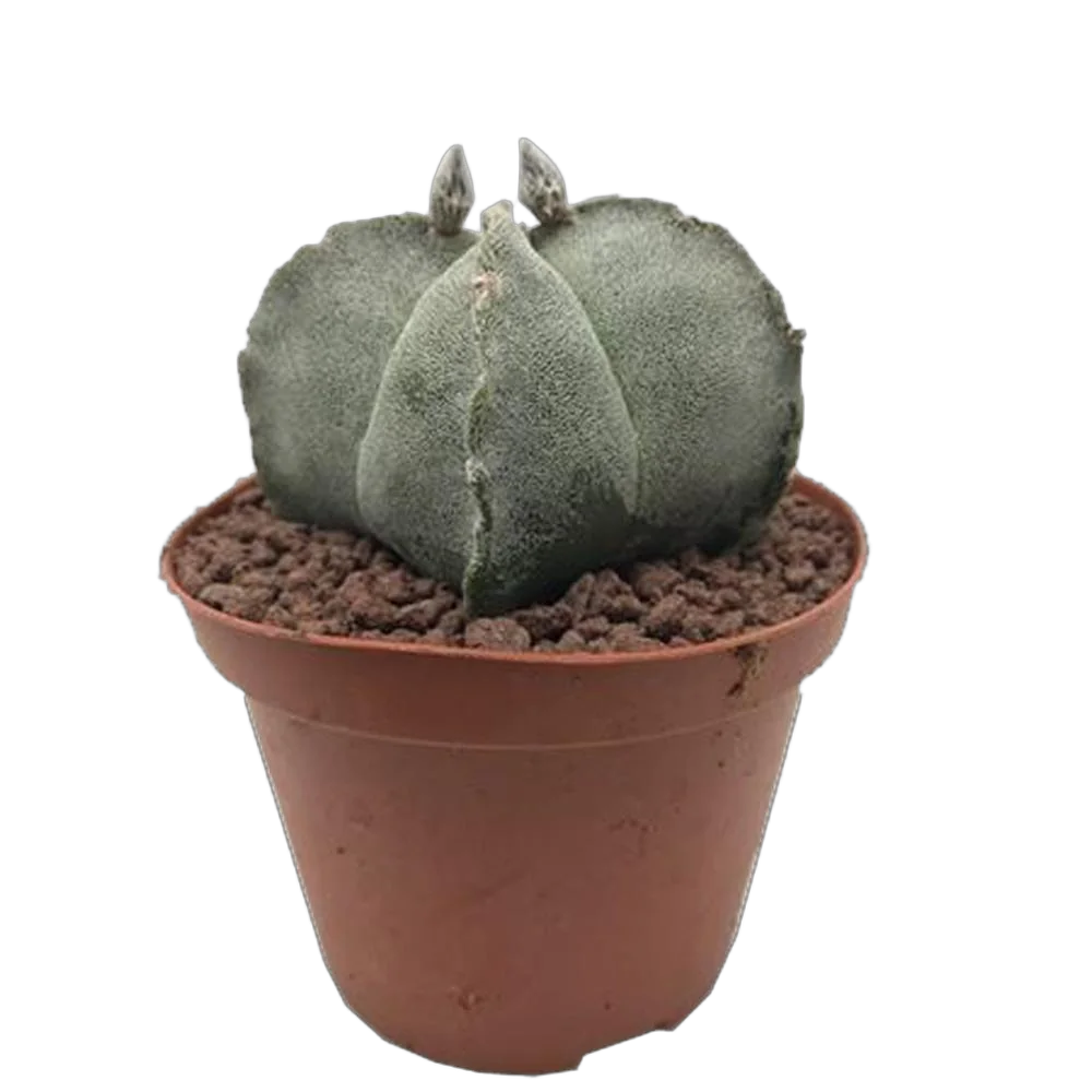 Астрофитум коауиленсе - Astrophytum coahuilence D11 H10