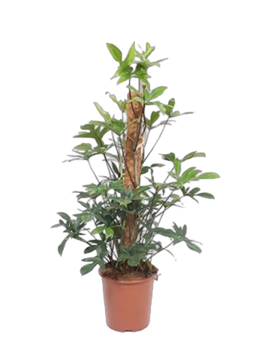 Филодендрон стоповидный - Philodendron Pedatum D27 H110