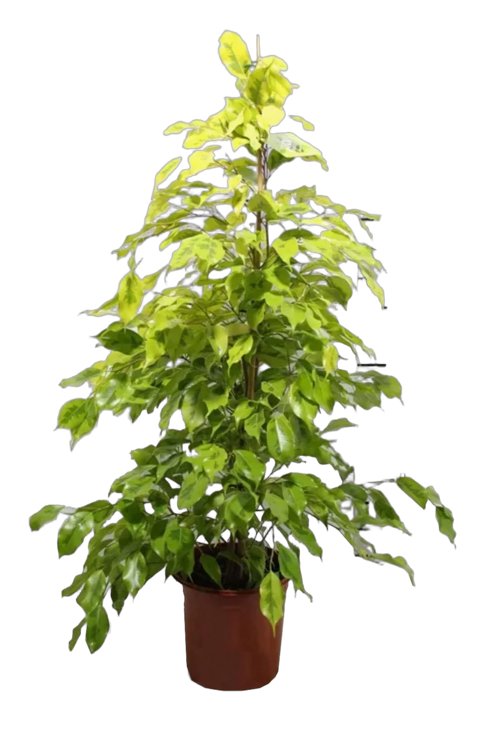 Фикус Бенджамина Голден Моник - Ficus benjamina Golden Monique D21 H100