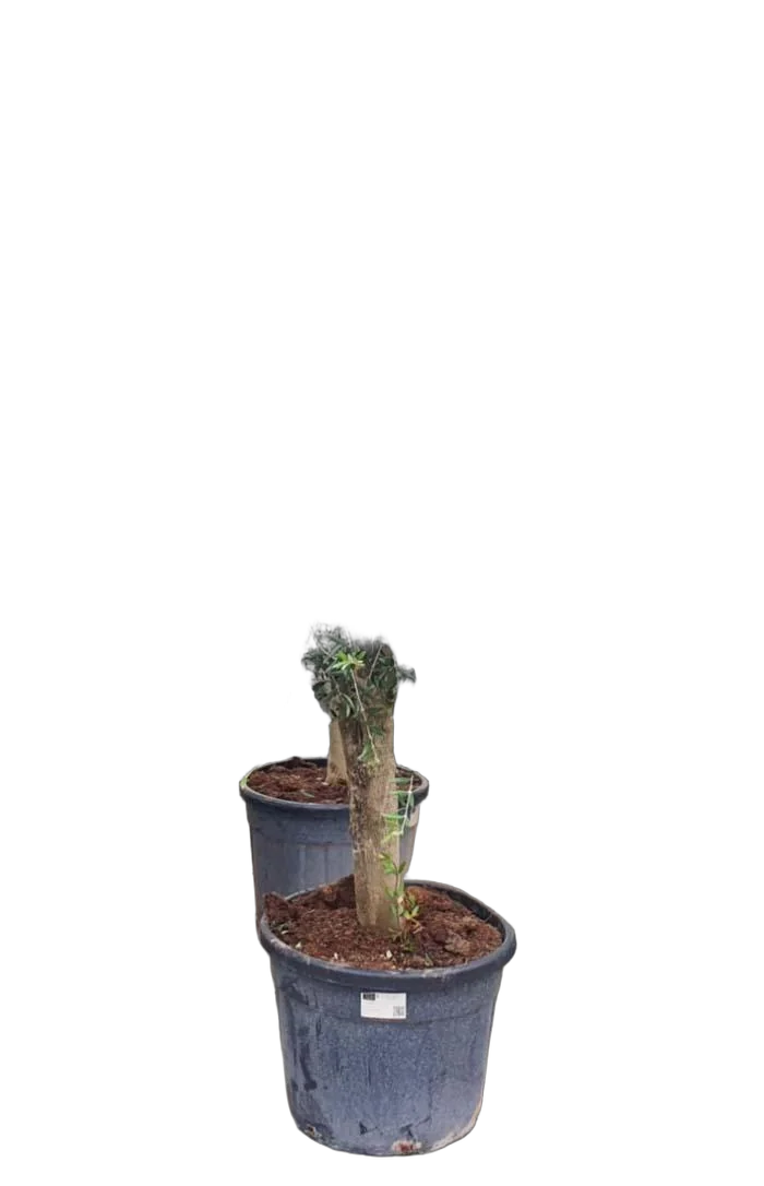 Оливковое дерево, маслина европейская - Olea europaea H55 H190