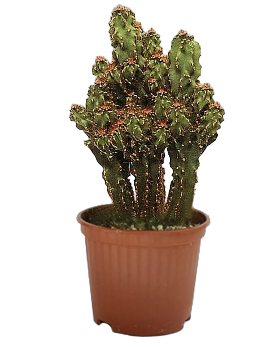 Цереус перуанский - Cereus peruvianus Monstrosus D15 H30