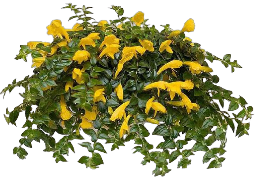 Колумнея Аполло - Columnea apollo  D18 H40