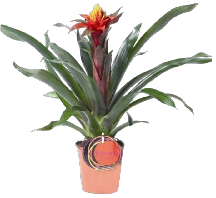 Гусмания - Guzmania D12 H50