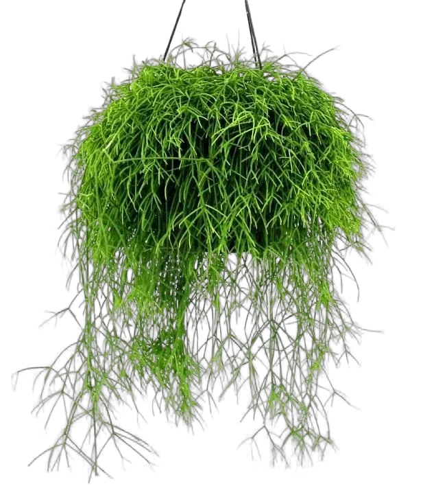 Рипсалис Кассута подвесной - Rhipsalis cassutha hanging D18 H30