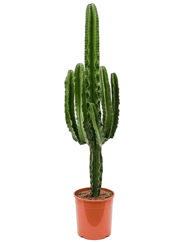 Эуфорбия Триангуларис - Euphorbia triangularis D27 H100