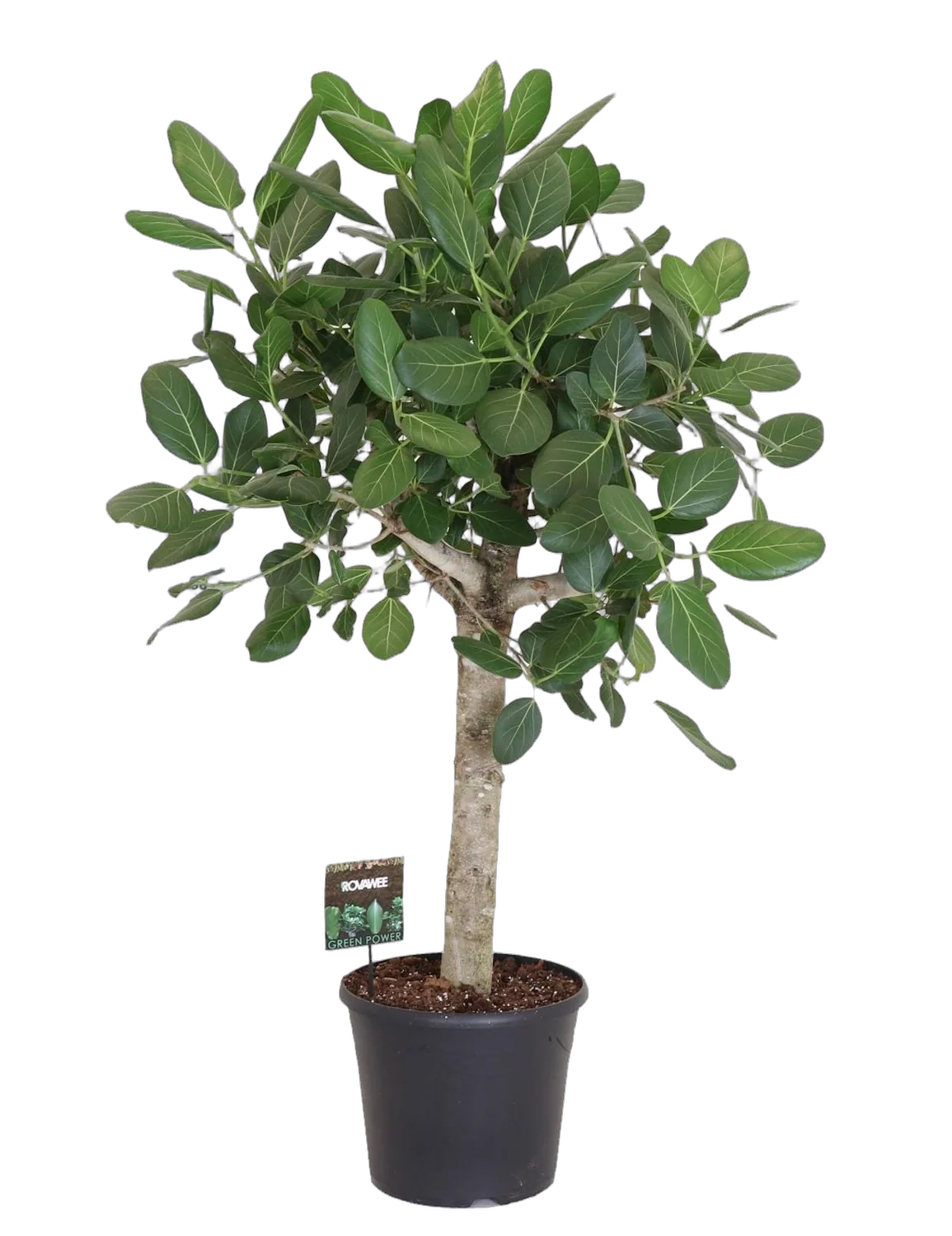 Фикус Бенгальский Андрей штамб - Ficus benghalensis Audrey D35 H150