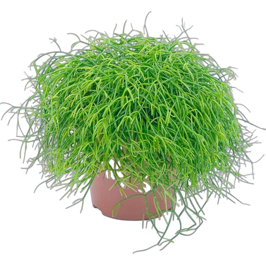 Рипсалис кассута пустоплодный - Rhipsalis cassuta D14 H15