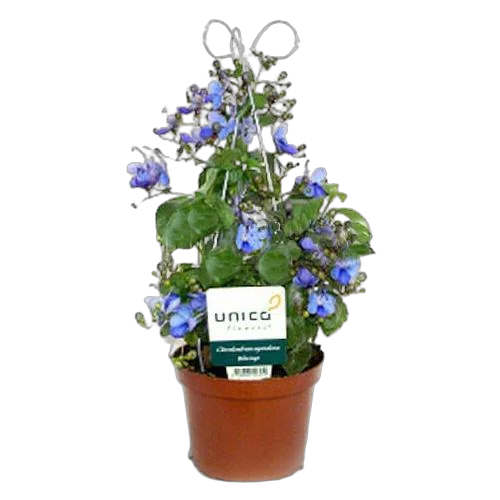 Клеродендрум угандийский - Clerodendrum ugandense D12 H25