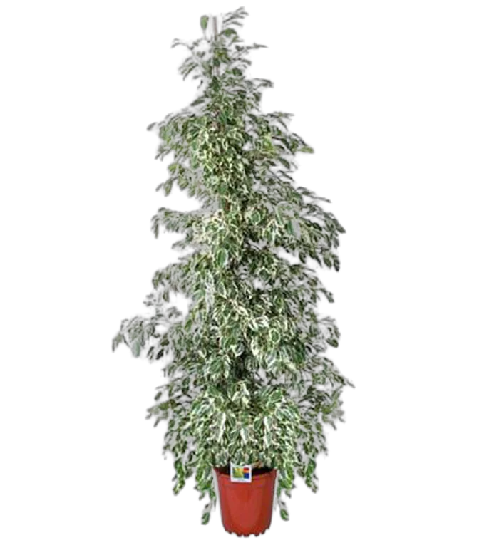 Фикус Бенджамина Старлайт - Ficus benjamina Starlight D28 H150