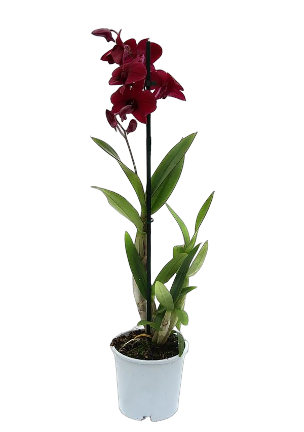 Дендробиум фаленопсис 'Sa-Nook' - Dendrobium phalaenopsis D12 H40
