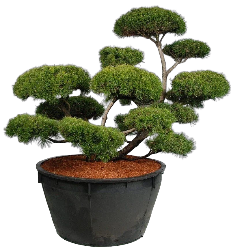 Бонсай Сосна - Bonsai Pinus mugo D110 H230