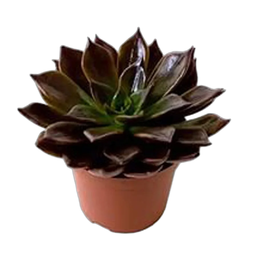 Эхеверия Чёрный принц - Echeveria Black Prince D5 H14