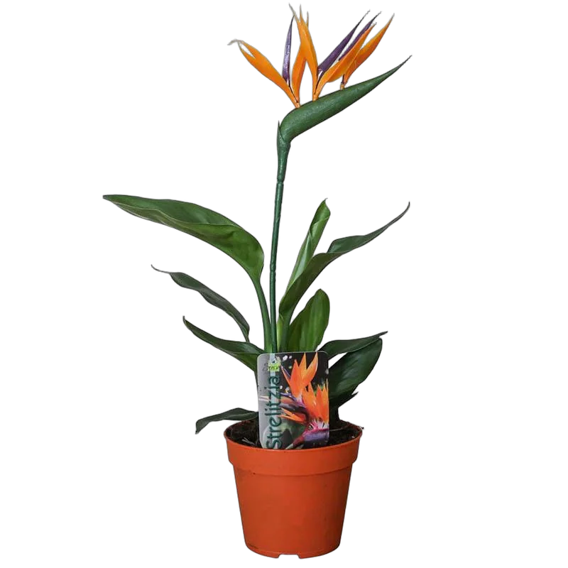 Стрелиция королевская - Strelitzia reginae D12 H40