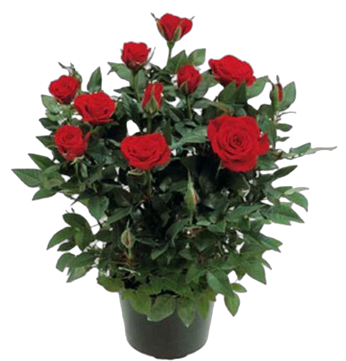 Роза красная Кордана -  Kiss D20 / 45