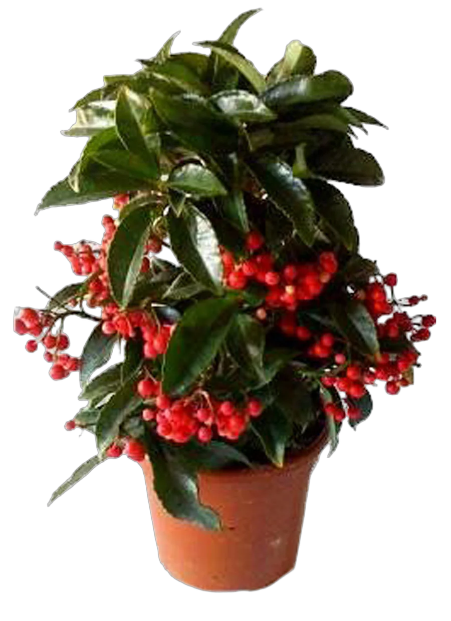 Ардизия - ArdisiaD14 H35