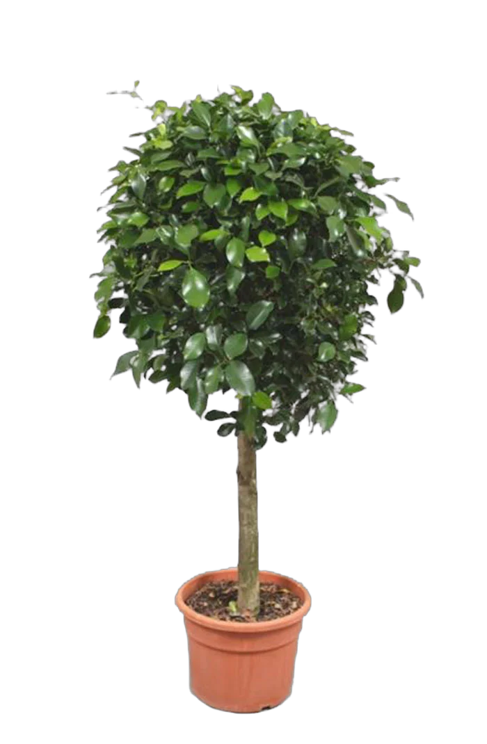 Фикус Бенджамина Нитида штамб - Ficus benjamina Nitida D33 H150
