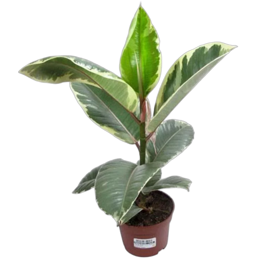 Фикус эластика или каучуконосный Тинеке - Ficus Tineke D14 H40