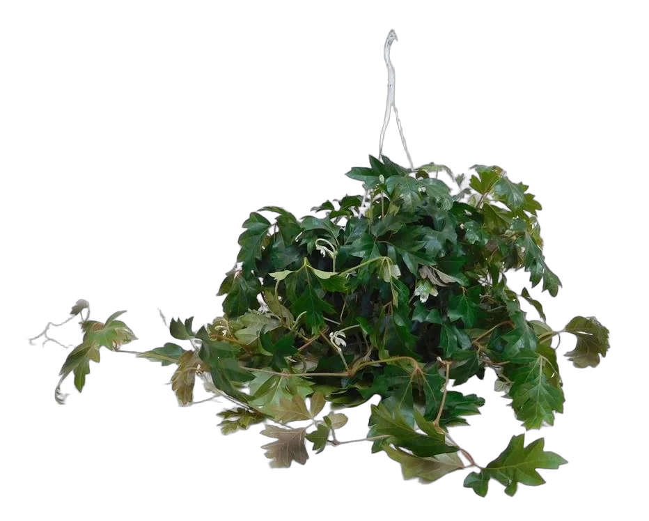 Циссус Элен Даника - Cissus Ellen Danica HANGPOT D17 H40