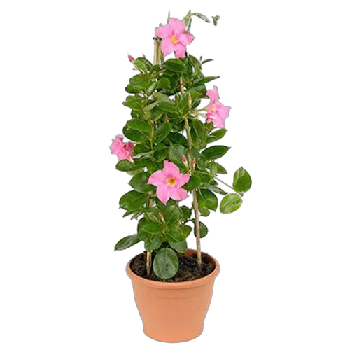 Мандевилла или Дипладения розовая - Mandevilla D14 H40