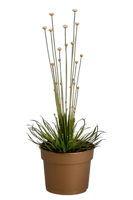 Сингонантус