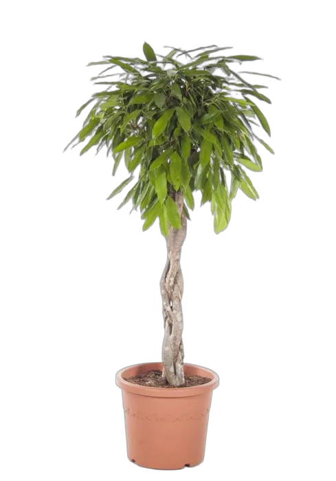 Фикус Биннедика Амстел Кинг косичка - Ficus Amstel King D30 H130