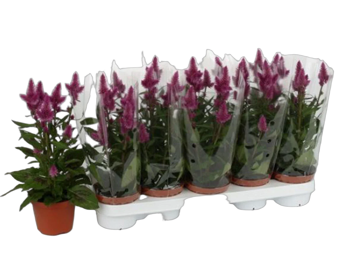 Целозия розовая - Celosia Merida Bolivar D12 H40