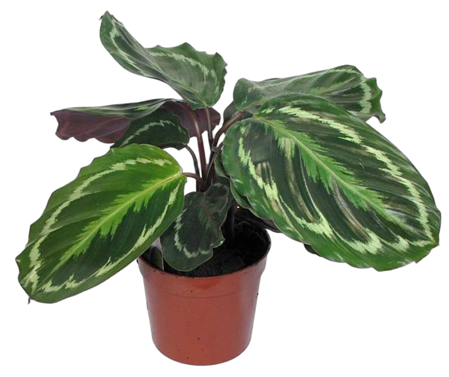 Калатея Медальон - Calathea roseopicta D9 H30