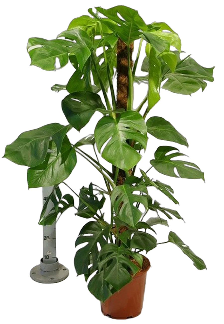 Монстера пертусум, привлекательная -  Monstera Pertusum Mosspole  D24 H120