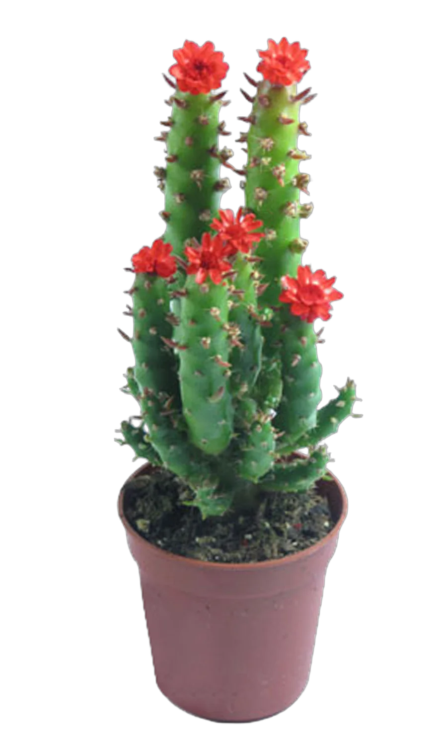 Опунция Субулата - Opuntia Subulata D15 H40
