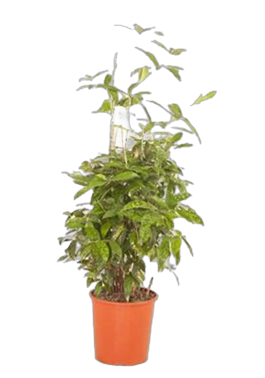 Драцена Годзеффа (Суркулоза) - Drac Surculosa Bush D27 H120