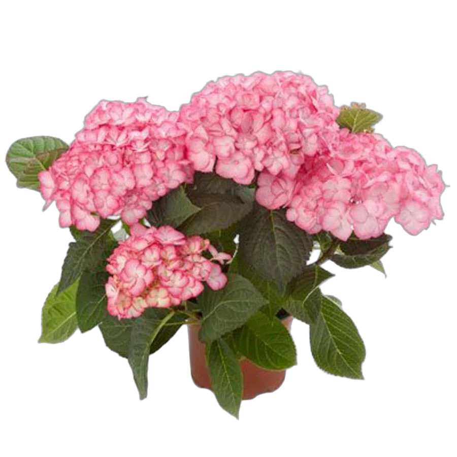 Гидрангия (Гортензия) - Hydrangea D15 H40