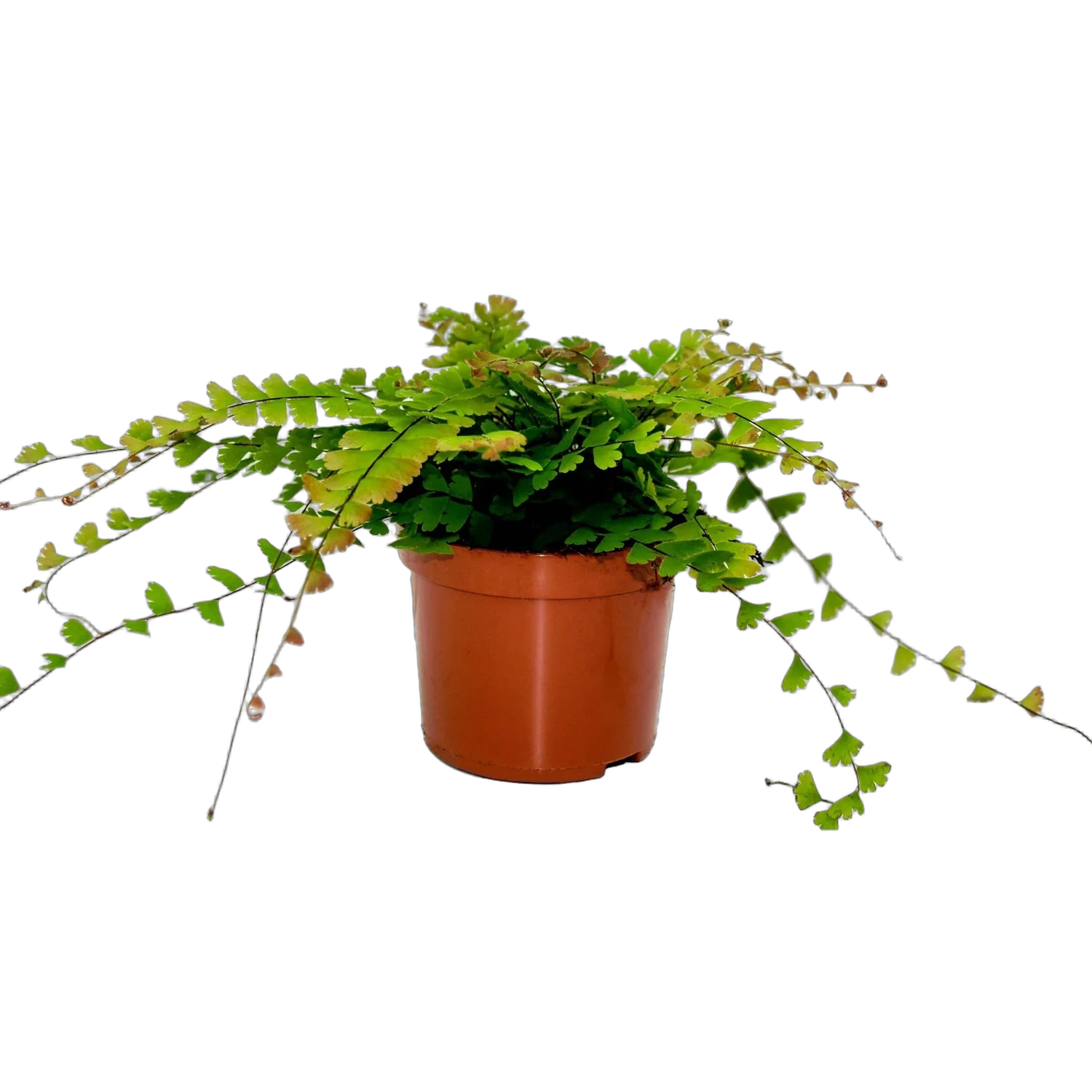 Адиантум хвостатый - Adiantum caudatum D12 H30