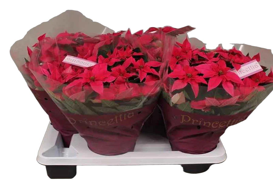 Пуансеттия (молочай красивейший) - Euphorbia pulcherrima D17 H35