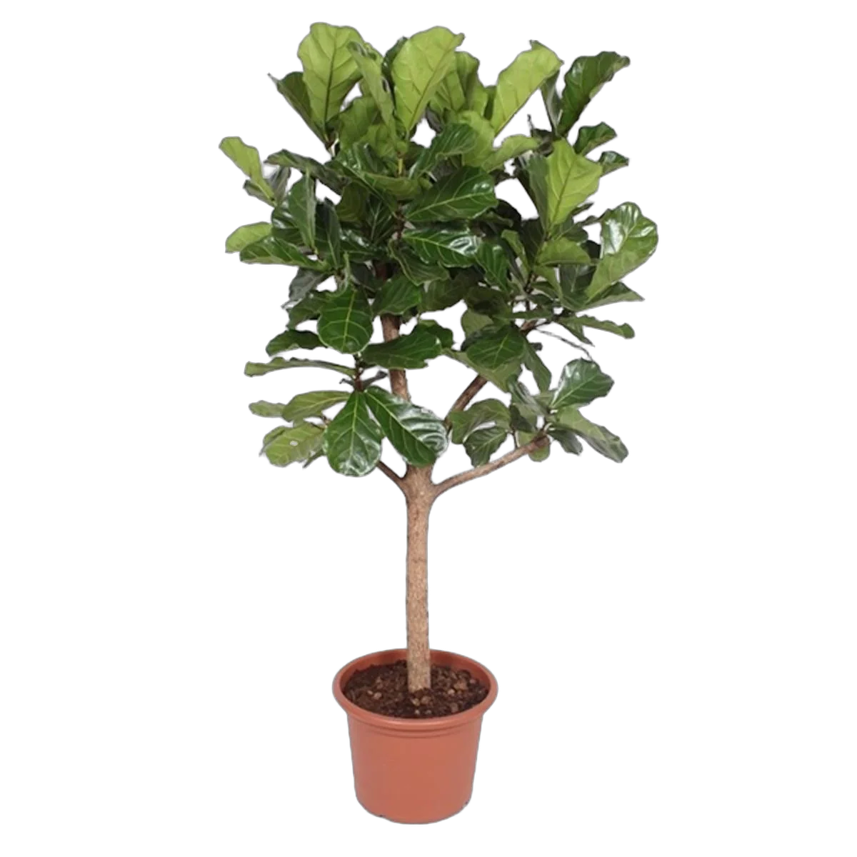 Фикус Лирата штамб-бранч- Ficus Lyrata On Stem Branched D50 H210