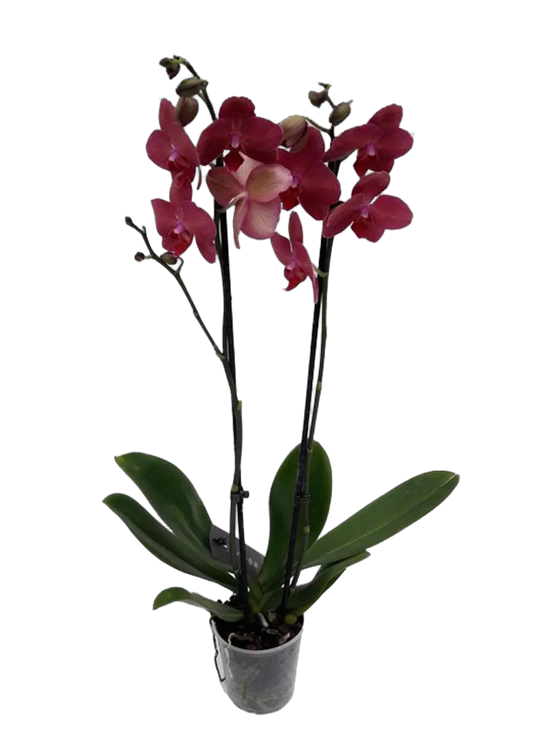 Фаленопсис Anthura ‘Saida’ 2 цветоноса - Phalaenopsis D12 H50