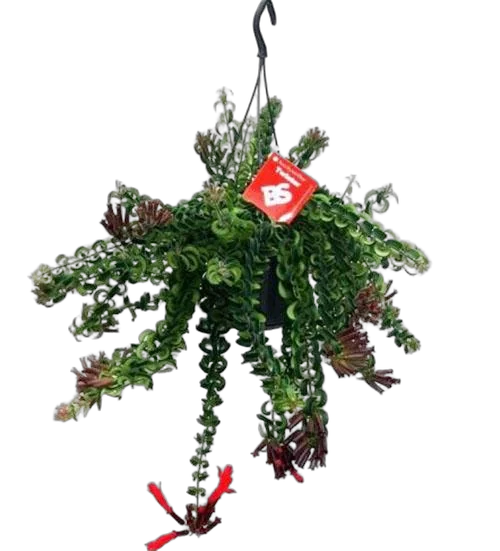 Эсхинантус Твистер - Aeschynanthus  D15 H40