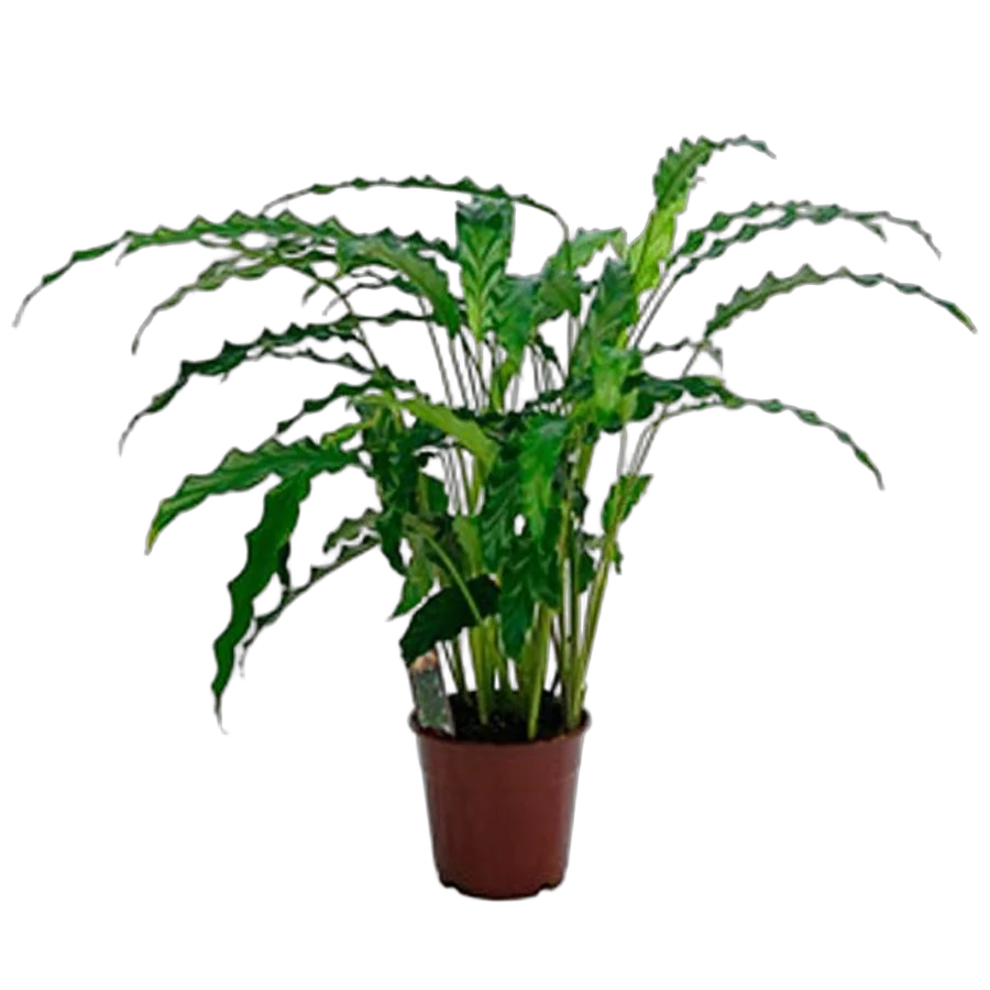 Калатея Руфибарба - Calathea rufibarba  D12 H30