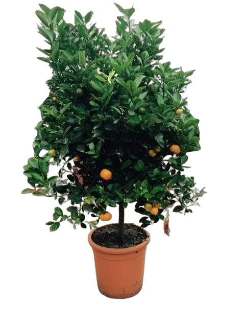 Каламондин - Citrofortunella D46 H200