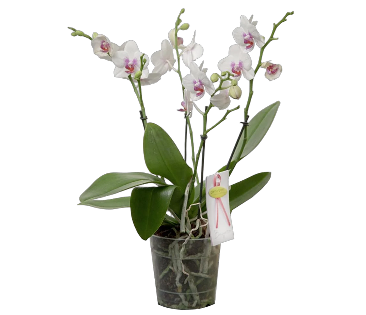 Фаленопсис 4 цветоноса - Phalaenopsis Heart Breaker D17 H60