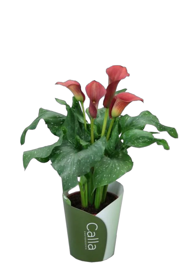 Калла (Zantedeschia) малиновая - Calla D12 H40