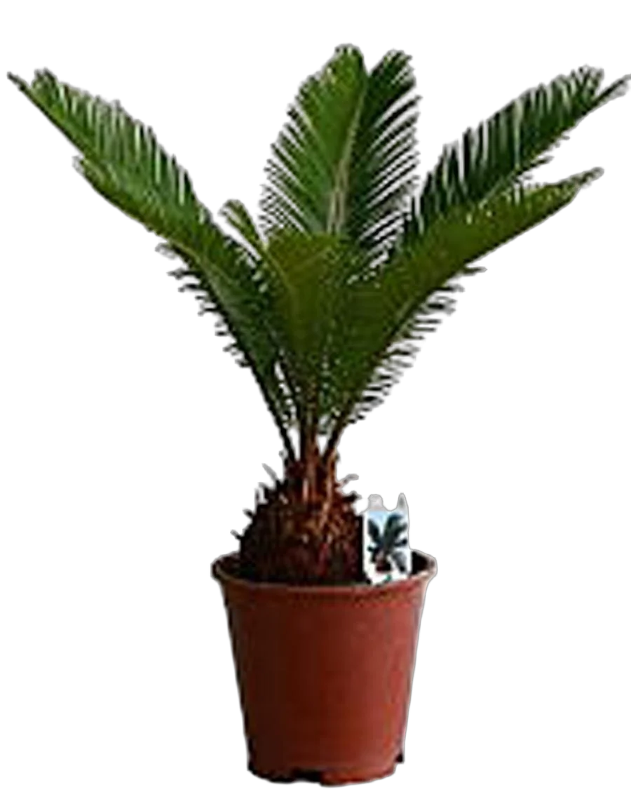 Пальма Цикас революта - Cycas revoluta D14 H30