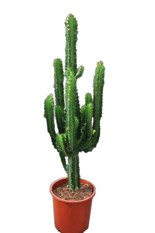 Эуфорбия Триангуларис - Euphorbia triangularis D21 H90