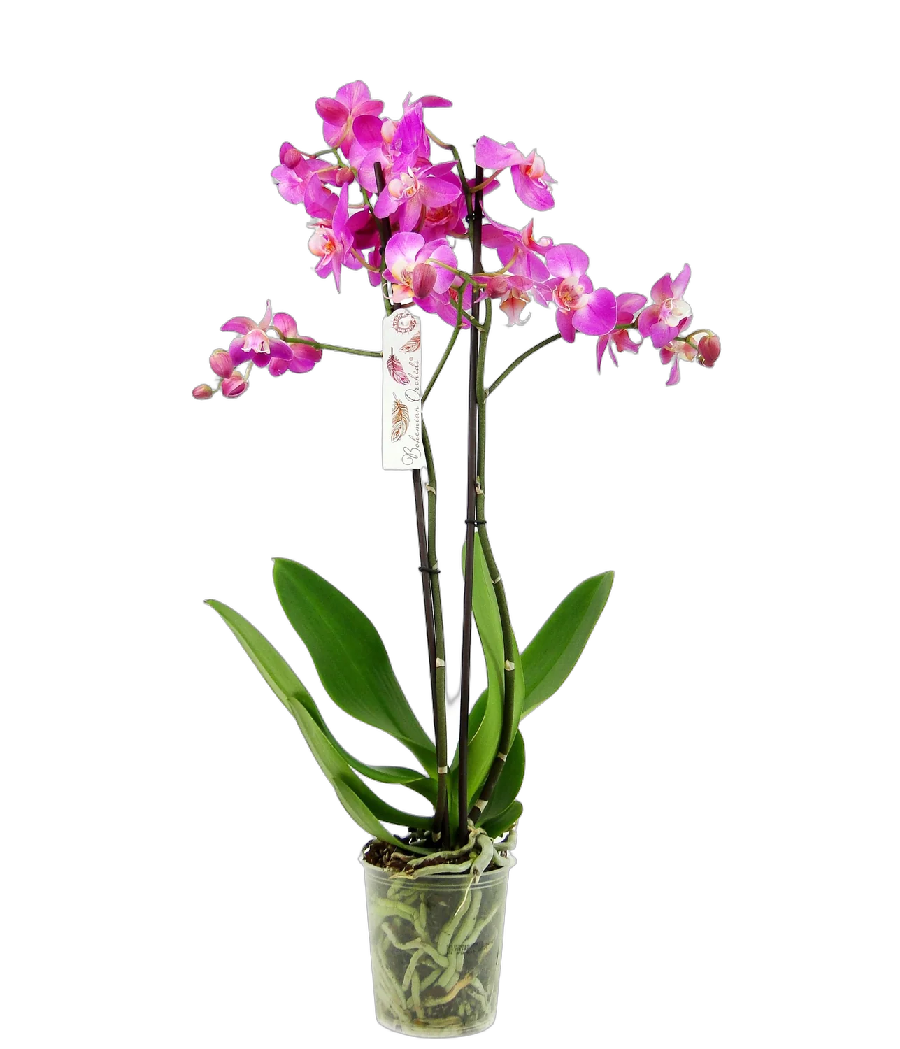 Фаленопсис гигантский 2 цветоноса - Phalaenopsis gigantea Happy Valentina D15 H100