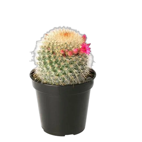 Маммиллярия - Mammillaria D5 H10