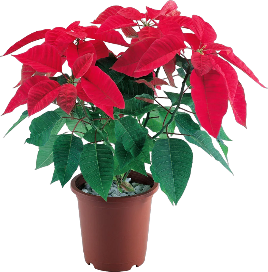 Пуансеттия (молочай красивейший) - Euphorbia pulcherrima D18 H50