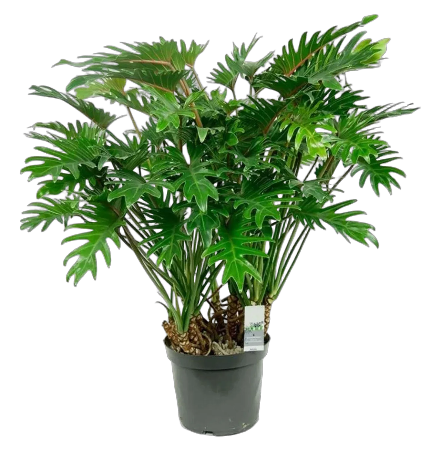 Филодендрон Ксанаду D31 H140