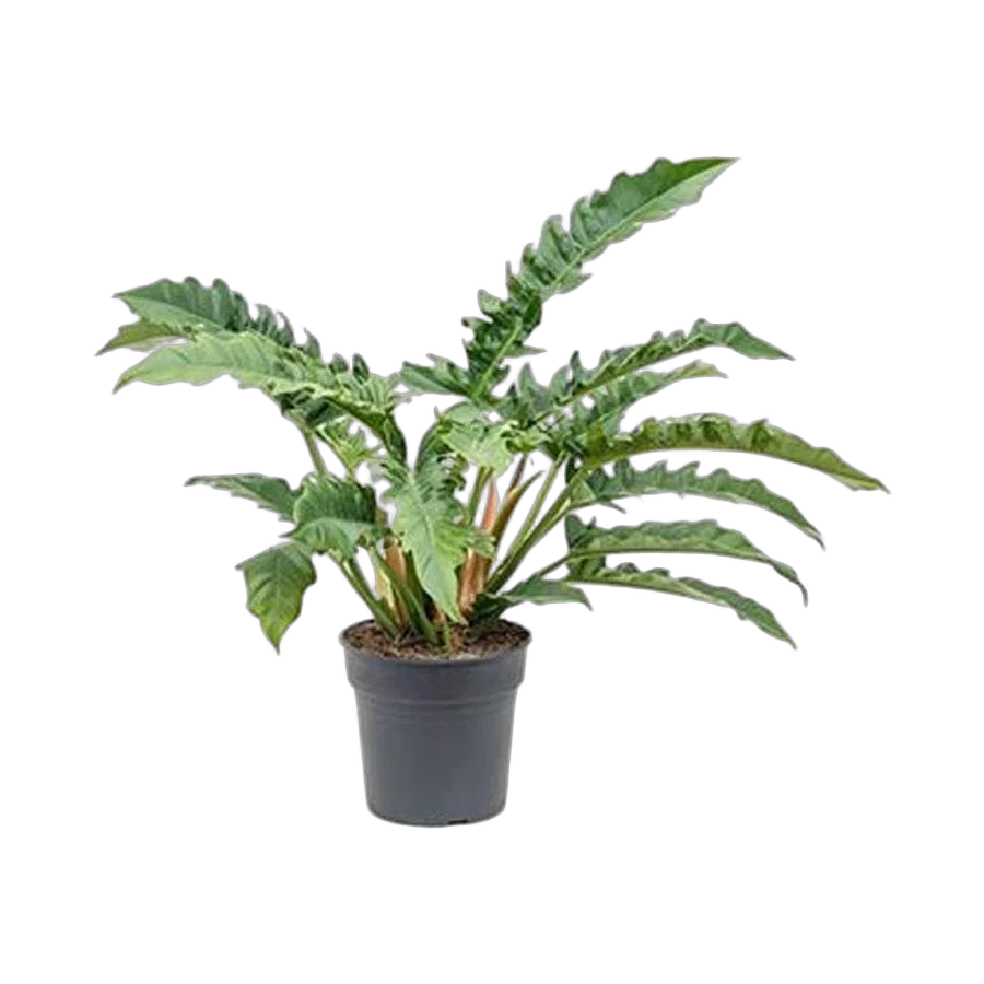 Филодендрон Нарроу - Philodendron Narrow D27 H80