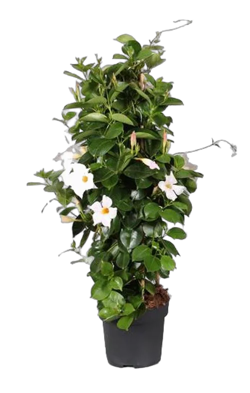 Мандевилла или Дипладения белая - Mandevilla D15 H50